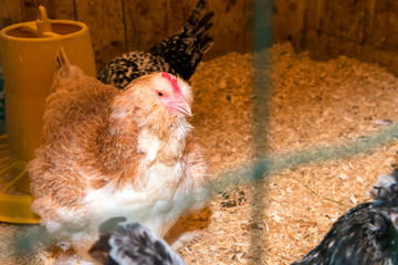 Brown hen laying on a farm in a chicken coop