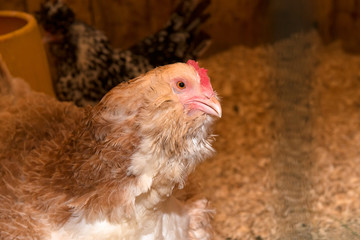 Brown hen laying on a farm in a chicken coop