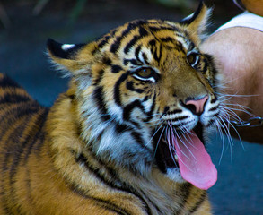 Tiger having a yawn 