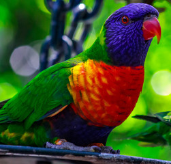 Lorikeet