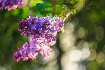 A branch of blossoming lilac. Purple flowers. Petals of a flowering plant.