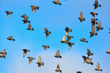 storni (Sturnus vulgaris) in volo su sfondo cielo blu
