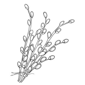 Vector bouquet with outline Willow twigs in black isolated on white background. Branch with blooming pussy Willow in contour style for springtime design and Easter coloring book.