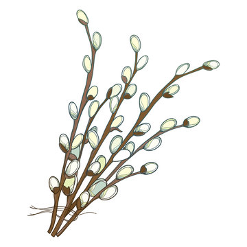 Vector bouquet with outline Willow twigs in pastel colored isolated on white background. Branch with blooming pussy Willow in contour style for springtime design and Easter greeting.