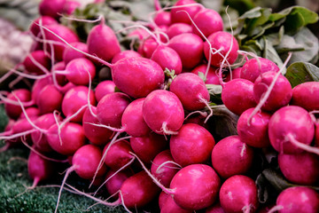 Grupo de rabanos en exposición