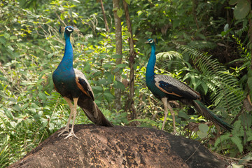 peacock