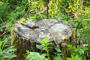 moss on tree