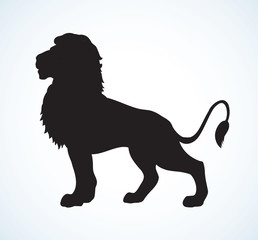 Lion. Vector drawing