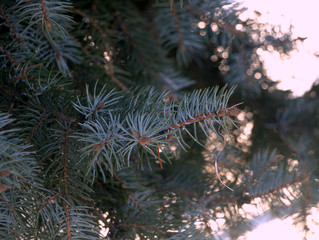 Branch spruce.