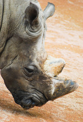 Fototapeta premium Close up of the head of a rhinoceros