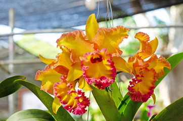 beautiful of cattleya hybrids orchid in the garden © kedsirin