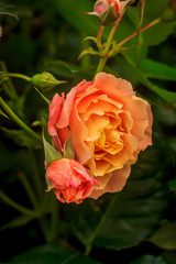 Blooming rose Petals blooming flower. Beautiful plant.