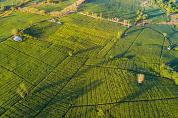 Aerial view of green corn field and village in the morning. Abstract geometric shapes of...