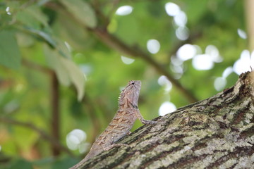 lizard