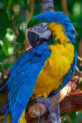 Macaw sitting in a tree 