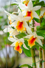 close up of beautiful Dendrobium Roongkamol in the garden