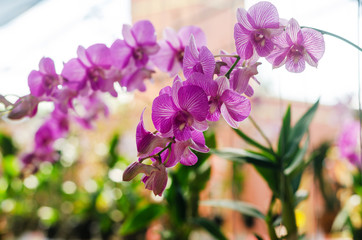 close up of beautiful dendrobium orchid species in the garden