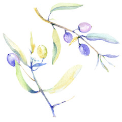 Olive watercolor background illustration set. Green leaf. Leaf plant botanical floral foliage. Isolated olive element.