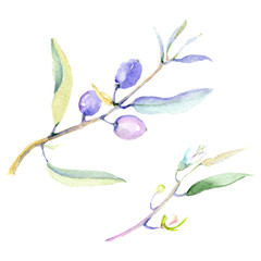 Olive watercolor background illustration set. Green leaf. Leaf plant botanical floral foliage. Isolated olive element.