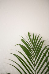 Areca, indoor palm tree