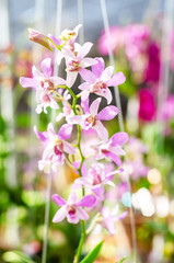 close up of beautiful dendrobium orchid species in the garden