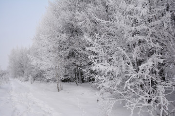 Beautiful winter road with covered snow and hoarfrost forest trees.