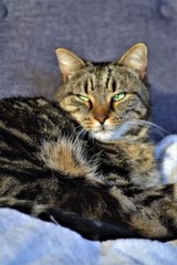 Fototapeta na wymiar Katze auf Sofa
