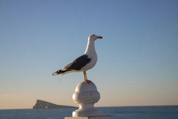 Seagull standing on a wall with the Mirador de la Isla de Benidorm taken at the Mirador de Punta Canfali in Benidorm Alicante in Spain