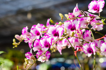 close up of beautiful dendrobium orchid species in the garden