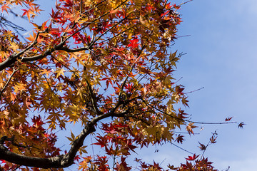 Red Colouring of Leaves