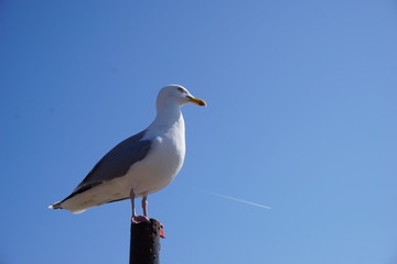 white seagull on blue background