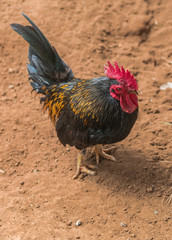 Rooster standing on sand surface