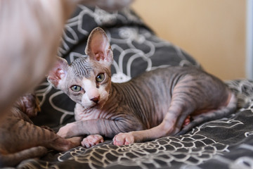 portrait tabby sphinx kitten, bald cat, small baby cat toddler