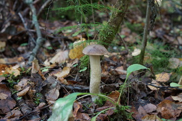 mushroom in the forest