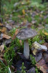 mushroom in the forest