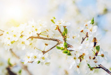 Branch of cherry tree in bloom in the spring