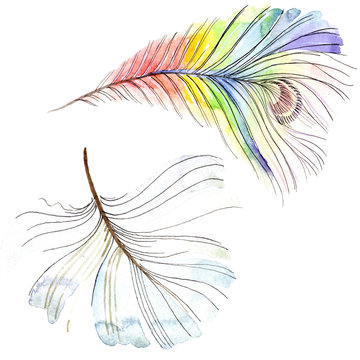 Colorful bird feather from wing isolated. Watercolor background illustration set. Watercolour drawing fashion aquarelle.