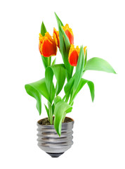 Eco concept: bulb, lightbulb tulips plant