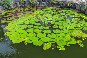 Lotus Flowers blooming pond