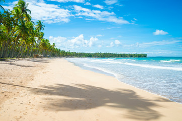 Palm trees cast shadows on a wide remote tropical Brazilian island beach in Bahia, Nordeste, Brazil