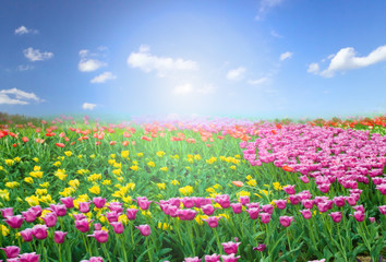 Obraz na płótnie Canvas colourful tulip field