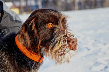 A beautiful dog face full of snow watching deers in nature. Brown female dog of Bohemian Wire-haired Pointing Griffon or korthals griffon. Czech race. Czech dog