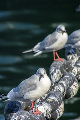 Gulls of the Waterfront