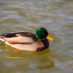 Obraz premium Ducks swimming in the pond. Wild mallard duck. Drakes and female