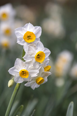 Narcissus of the early spring