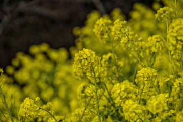 Obraz premium Field of the Rape-flowers