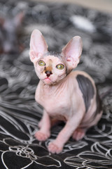 portrait of a bald cat, sphynx kitten spotted. on a dark background