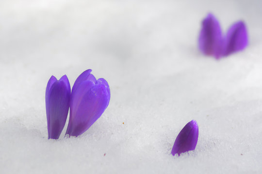 Crochi (Crocus albiflorus) nella neve