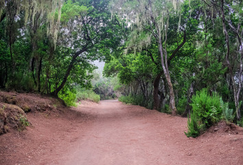 Orotava sand path, with green forest vegetation, Tenerife, Canary islands, Spain