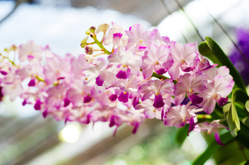 beautiful of vanda hybrid orchid flower group in the garden